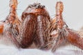 Extreme close up of the head of Domestic House Spider Tegenaria Royalty Free Stock Photo