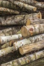 Stacked meter-long cut wood from the forest ready for fuel.