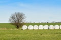 Stacked and packed hay bales, in a cultivated field Royalty Free Stock Photo