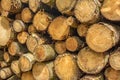 Stacked pile of wooden logs Royalty Free Stock Photo