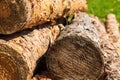 Stacked pine logs. Forest pine and spruce trees. Log trunks pile, the logging timber wood industry Royalty Free Stock Photo