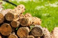 Stacked pine logs. Forest pine and spruce trees. Log trunks pile, the logging timber wood industry Royalty Free Stock Photo