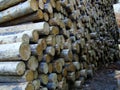 Stacked logs in forestry lumber yard. Royalty Free Stock Photo