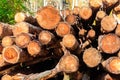 Stacked pine trunks felled by logging timber industry