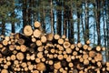 Stacked pulpwood biomass