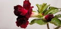 Stacked red adenium flowers on a white background Royalty Free Stock Photo