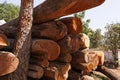 Stacked of rubber wood or parawood log for construction buildings background and texture Royalty Free Stock Photo