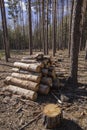 Stacked sawn coniferous trees against the background