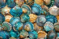 Stacked Seashells on the Beach Royalty Free Stock Photo