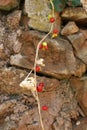 Stacked stone wall with hanging berries