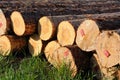 Stacked timber logs Royalty Free Stock Photo