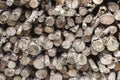 Stacked timber logs Royalty Free Stock Photo