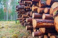 Stacked timber logs in a coniferous forest Royalty Free Stock Photo