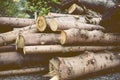 Stacked timber logs Royalty Free Stock Photo