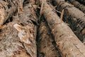 Stacked Tree Logs from Above in the Forest Royalty Free Stock Photo