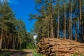 Stacked tree logs of pine wood in forest. Forest felling. Timber storage Royalty Free Stock Photo