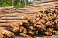 Freshly cut tree wooden logs piled up on the ground. Deforestation forest for Industrial production. Felled tree trunks and Royalty Free Stock Photo