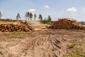 Freshly cut tree wooden logs piled up on the ground. Deforestation forest for Industrial production. Felled tree trunks and Royalty Free Stock Photo