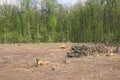 Stacked tree trunks at felling. Forest clearing. Wood harvesting