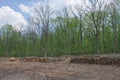 Stacked tree trunks at felling. Forest clearing. Wood harvesting