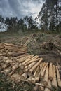 Stacked tree trunks in a freshly cut forest of Eucalyptus globulus. Family: Myrtaceae