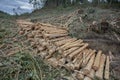 Stacked tree trunks in a freshly cut forest of Eucalyptus globulus. Family: Myrtaceae