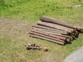 Stacked tree trunks on a meadow