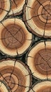 Stacked Tree Trunks with Visible Rings Royalty Free Stock Photo