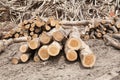 Stacked tree wood logs background