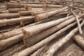 Stacked tree wood logs background Royalty Free Stock Photo