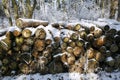 Stacked tree wood logs at winter forest Royalty Free Stock Photo