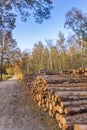 Stacked trees at a walking path in the forest of Borger