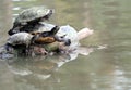 Stacked turtles Royalty Free Stock Photo