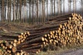 Stacked wood chopped trees trunks pile in forest woodland wilderness for biomass fuel CHP