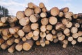 Stacked wood pine timber for construction buildings Royalty Free Stock Photo