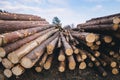 Stacked wood pine timber for construction buildings Royalty Free Stock Photo