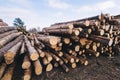 Stacked wood pine timber for construction buildings Royalty Free Stock Photo