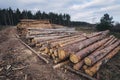 Stacked wood pine timber for construction buildings Royalty Free Stock Photo