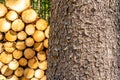 Stacked wood in taunus forest, germany