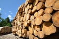Timber harvesting. Stacked wooden logs