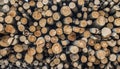 Stacked wooden Logs Royalty Free Stock Photo