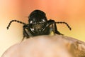 Devil`s coach-horse beetle, Devil`s Coach Horse, Ocypus olens Royalty Free Stock Photo