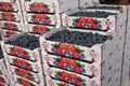 Stacks of cartons of fresh blueberries for sale at farmers market