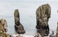 Stacks at Castlemartin, Pembrokeshire, Wales Royalty Free Stock Photo