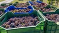 Stacks of colorful plastic baskets filled with bunches of black grapes about to arrive at the winery during the harvest Royalty Free Stock Photo