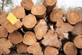 Stacks of cut trees stacked. Cut down the trees. Pine wood industry. Royalty Free Stock Photo
