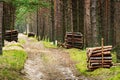 Stacks of felled pine tree trunk logs along road in evergreen coniferous forest.