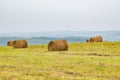 Stacks of fresh hay, rolled up in a roll lie on the hill Royalty Free Stock Photo