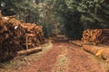 Stacks of freshly cut tree logs in a green forest Royalty Free Stock Photo