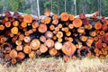 Stacks of freshly cut wood. Cutting area. Timber industry